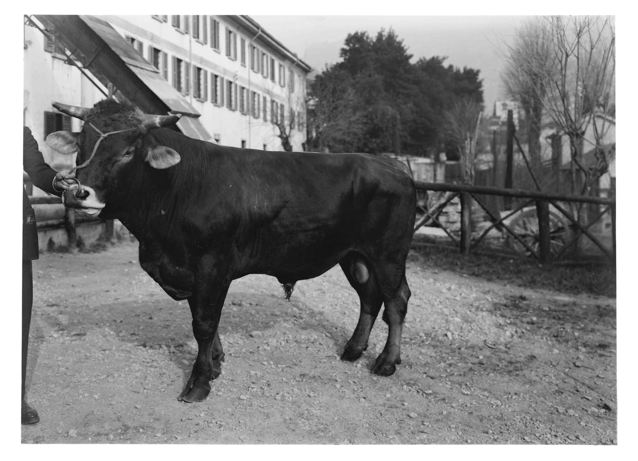 Girolamo Bombelli, Gavazzi allevamenti di bestiame, 1951-2000, gelatina ai sali d'argento/vetro, E109017