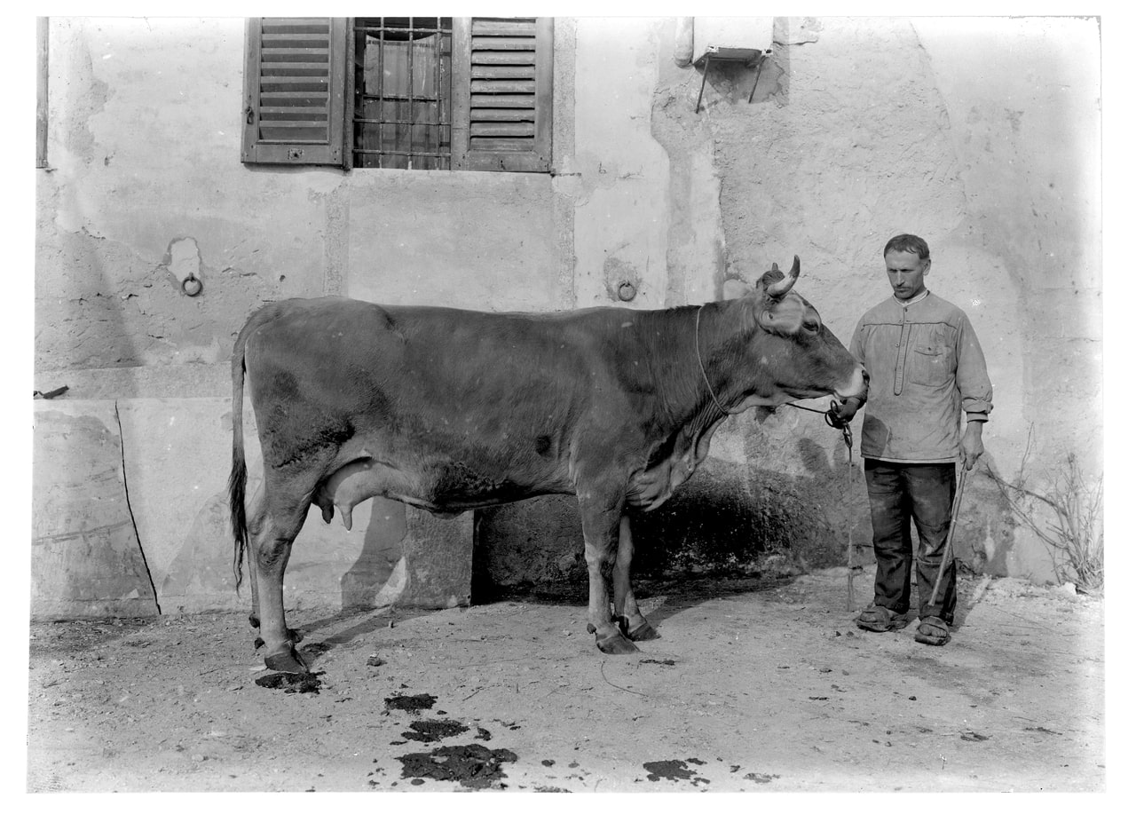 Girolamo Bombelli, Gavazzi allevamenti di bestiame, 1951-2000, gelatina ai sali d'argento/vetro, E109018