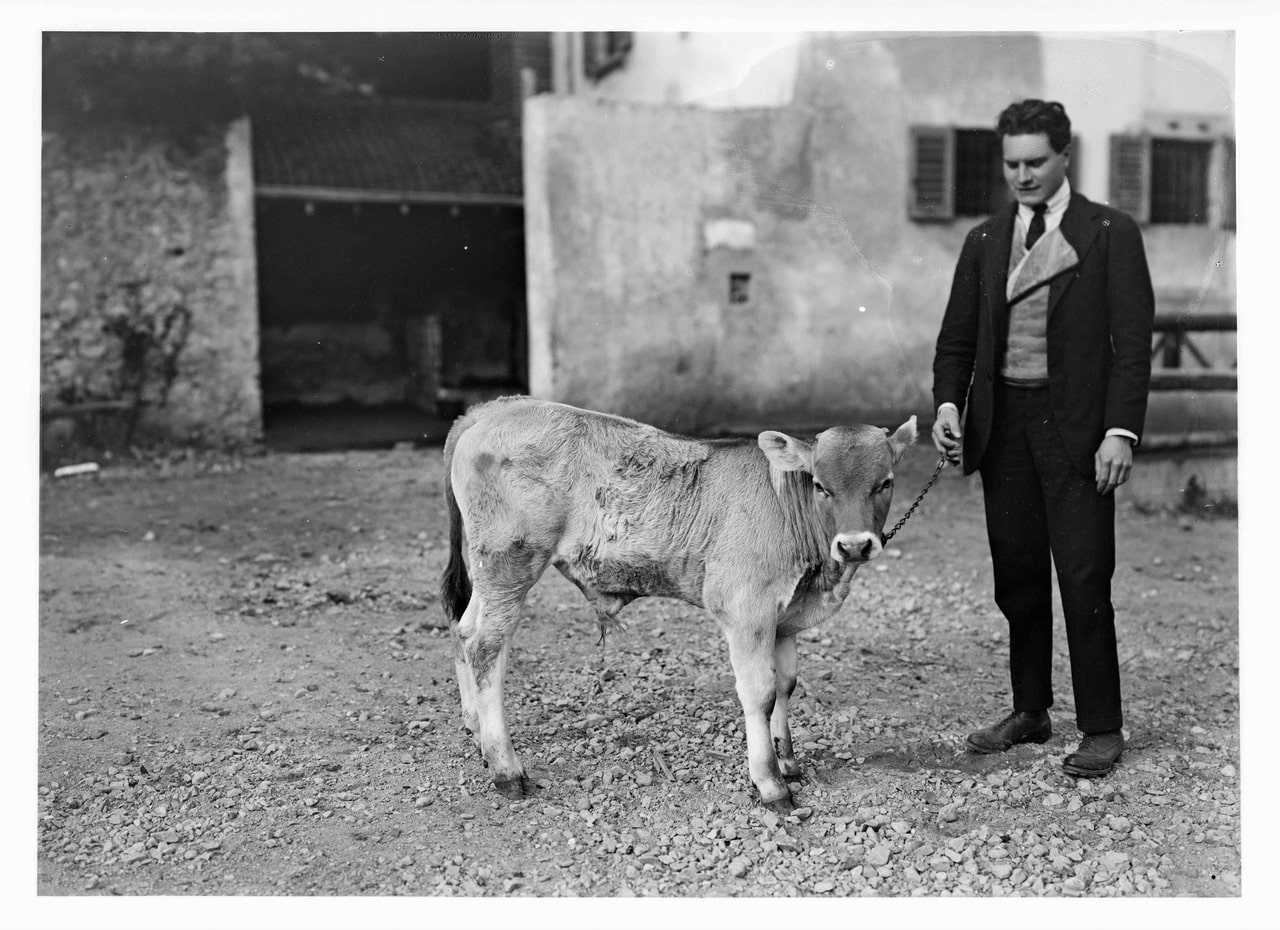 Girolamo Bombelli, Gavazzi allevamenti di bestiame, 1951-2000, gelatina ai sali d'argento/vetro, E109024