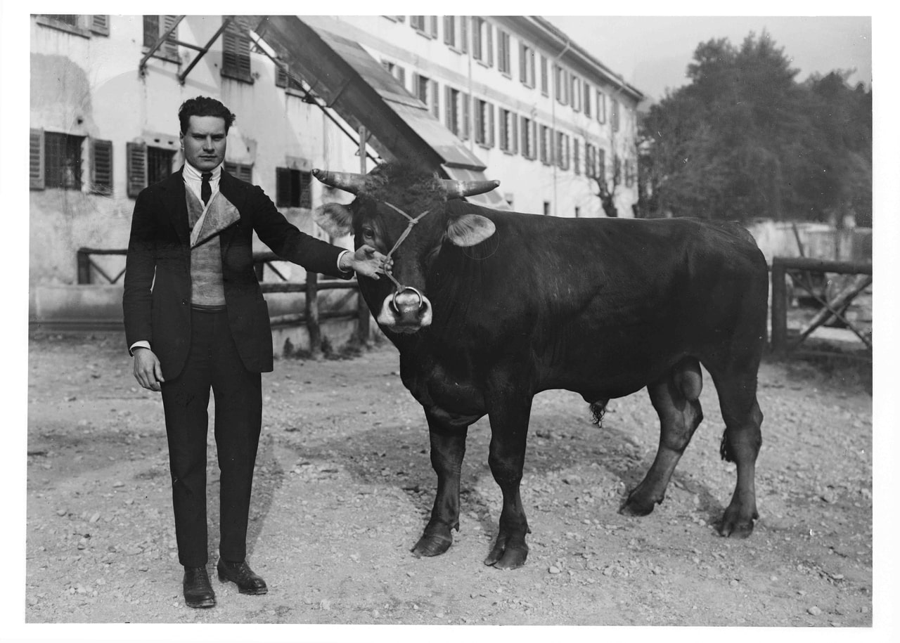 Girolamo Bombelli, Gavazzi allevamenti di bestiame, 1951-2000, gelatina ai sali d'argento/vetro, E109026