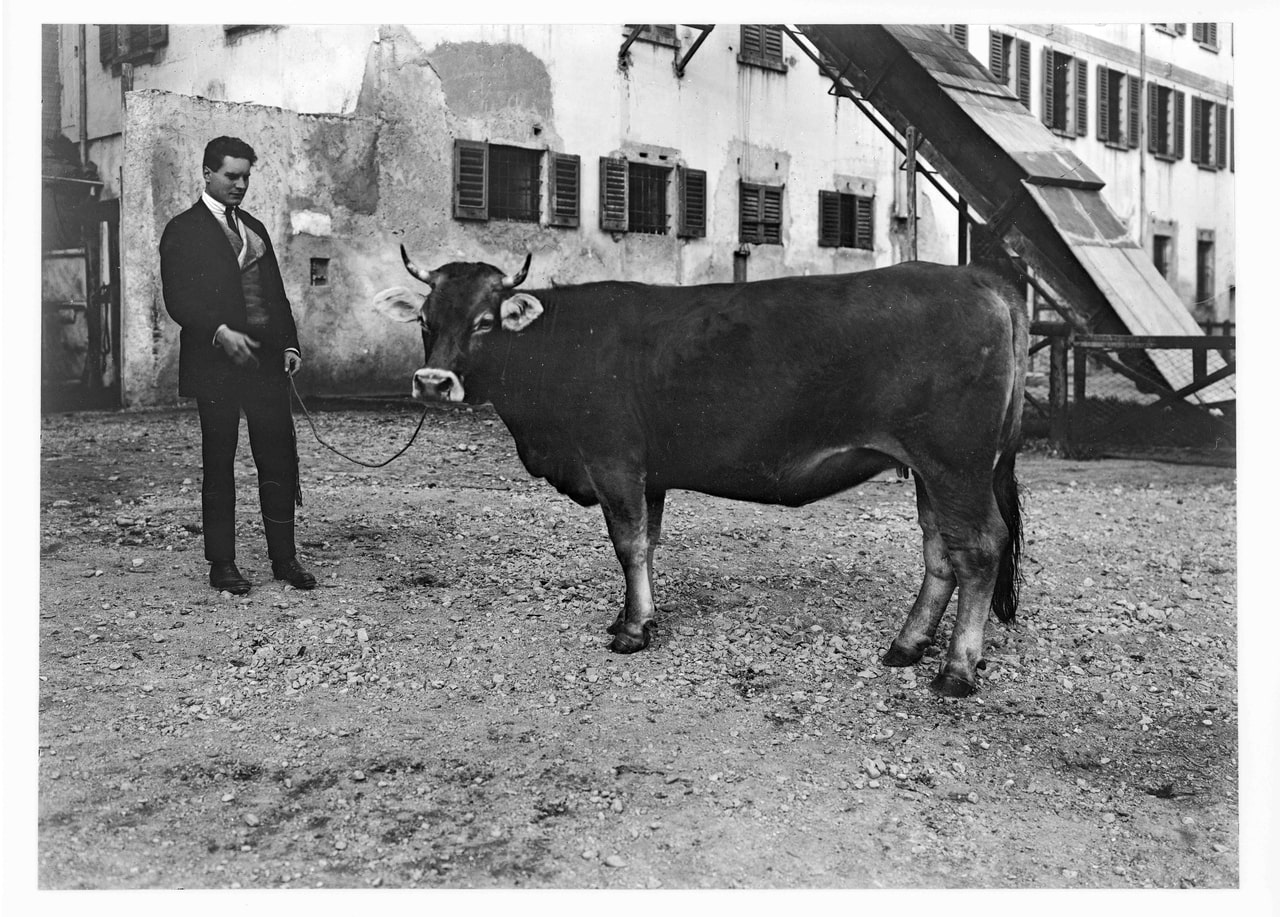 Girolamo Bombelli, Gavazzi allevamenti di bestiame, 1951-2000, gelatina ai sali d'argento/vetro, E109028