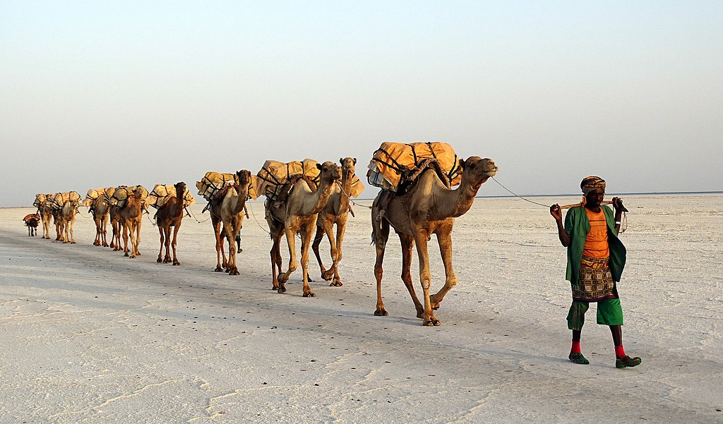 Trasporto di sale con una carovana di cammelli sul lago Assale (Karum) in Etiopia, 2017,
