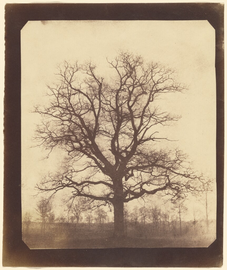 William Henry Fox Talbot, An Oak Tree in Winter, probably 1842–1843. Salted paper print from a paper negative.